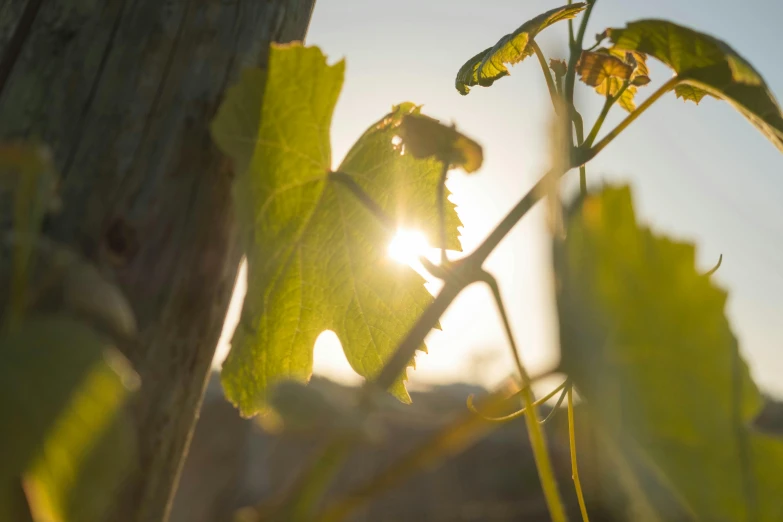 closeup of sun shining through the leaves of a plant