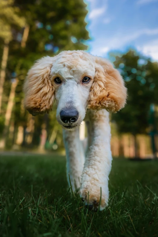 the dog has gy hair and white poodle hair