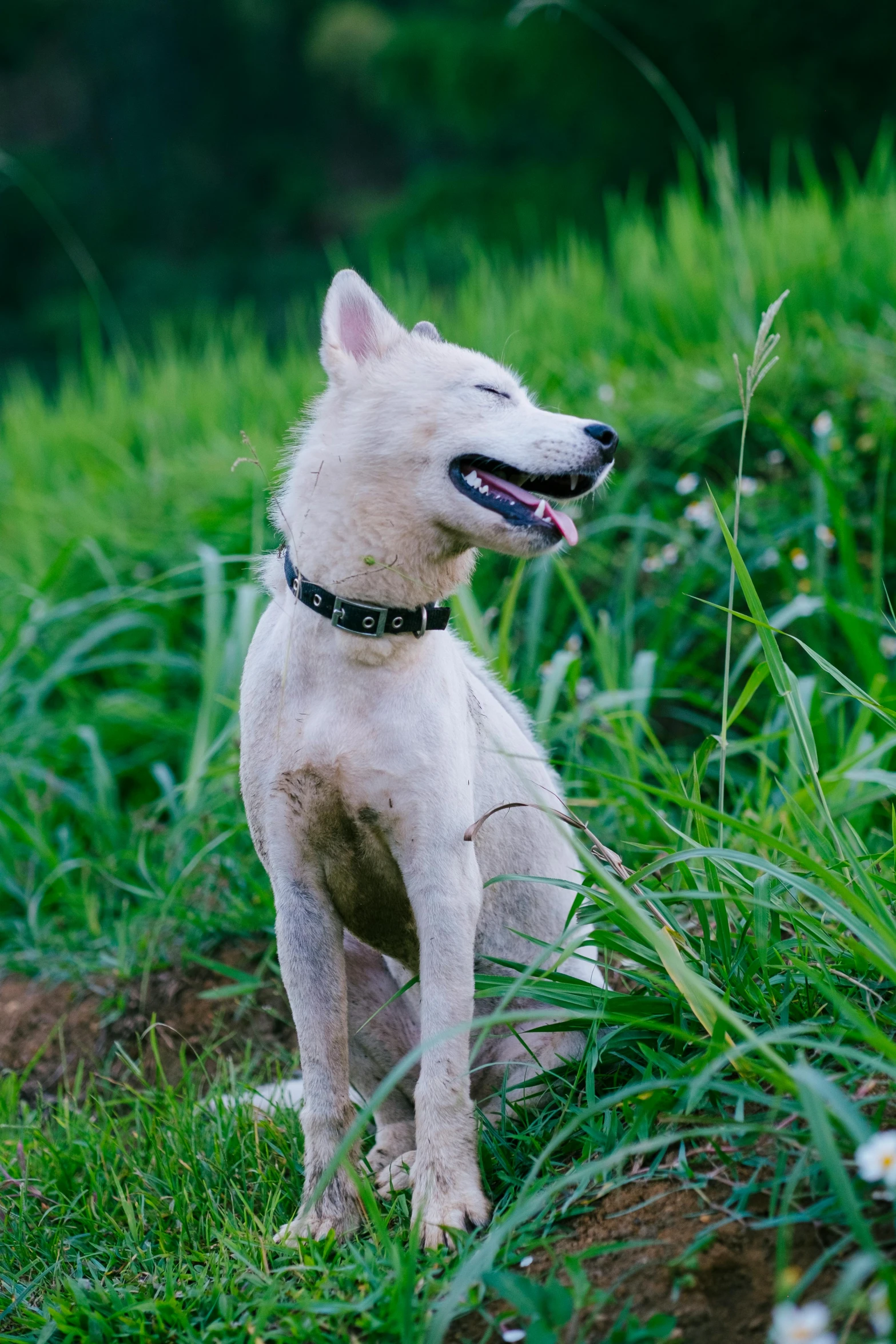 a white dog with a collar sitting in the grass