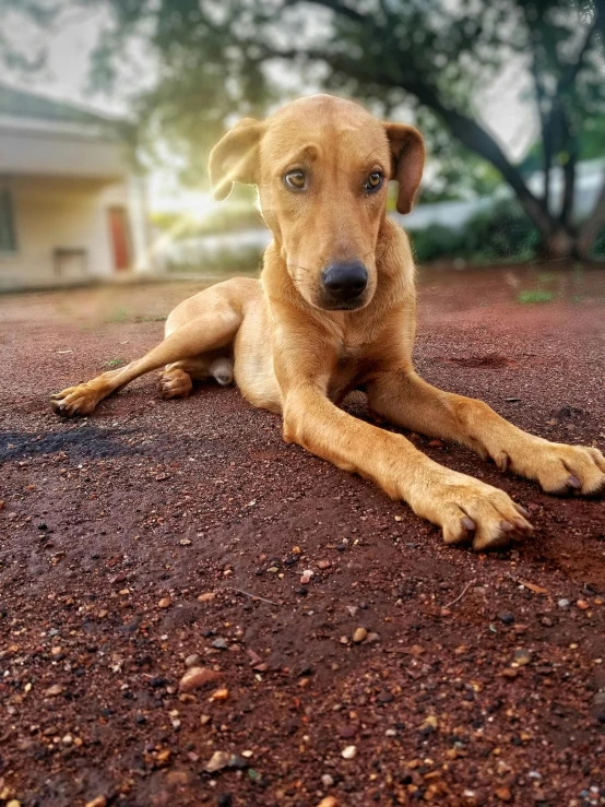 a dog lays on the ground near a tree