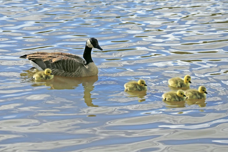 a duck with her two babies swimming on a lake