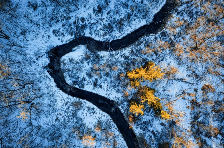 a tree with no leaves standing in the middle of some snow