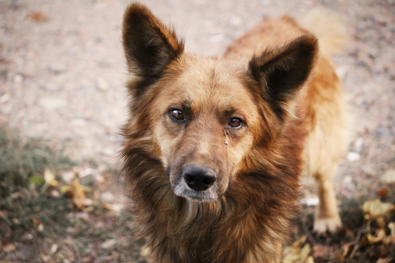 close up of brown dog looking at camera with eyes wide open