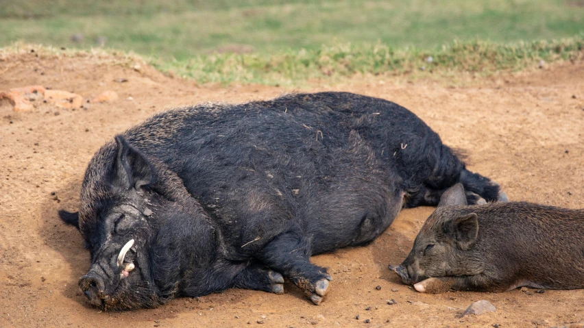 two large boar laying on top of a dirt field