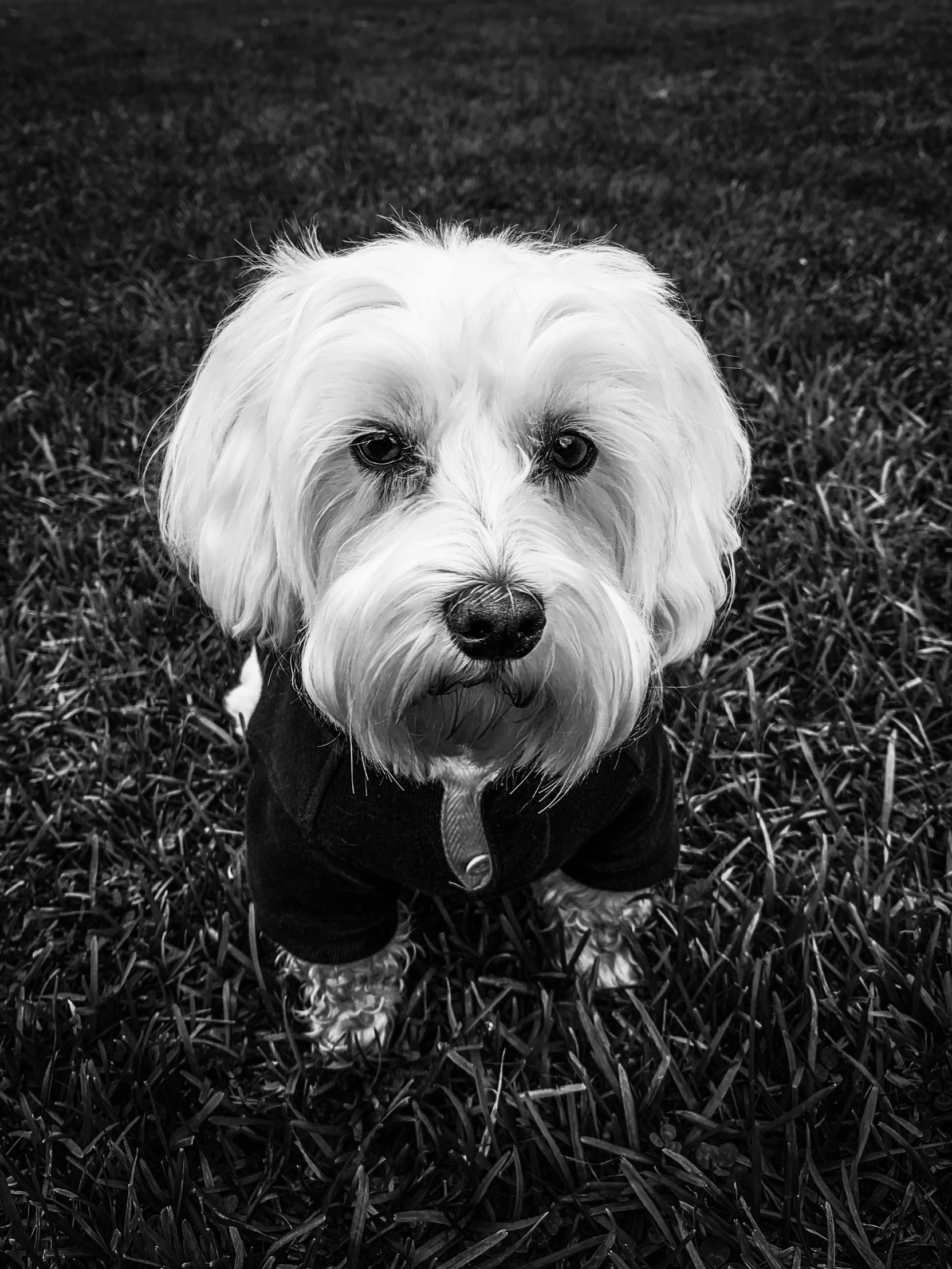 a small white dog wearing a black outfit in the grass