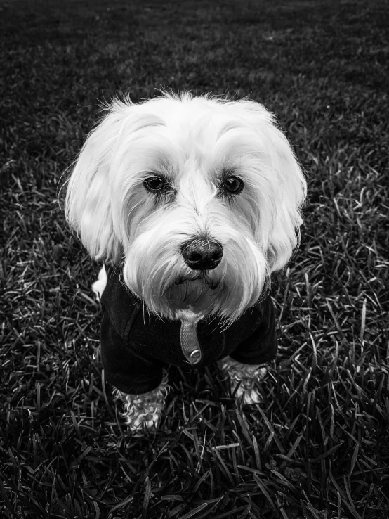 a small white dog wearing a black outfit in the grass