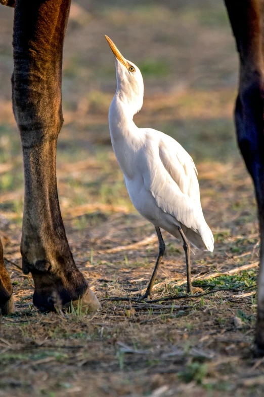 a horse and a bird are walking on the grass