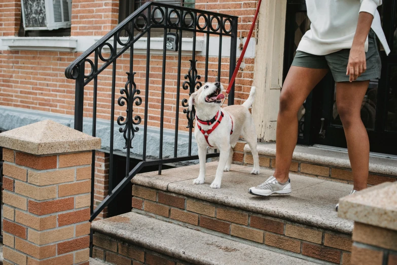 the dog is tied to the railing and standing on the steps