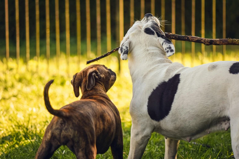 two dogs on grass with sticks in their mouth