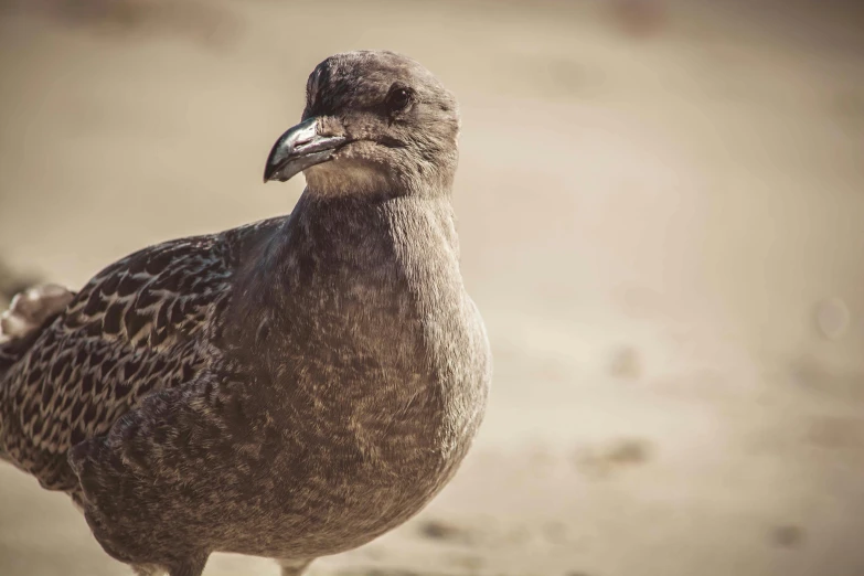 there is a large bird standing on the beach