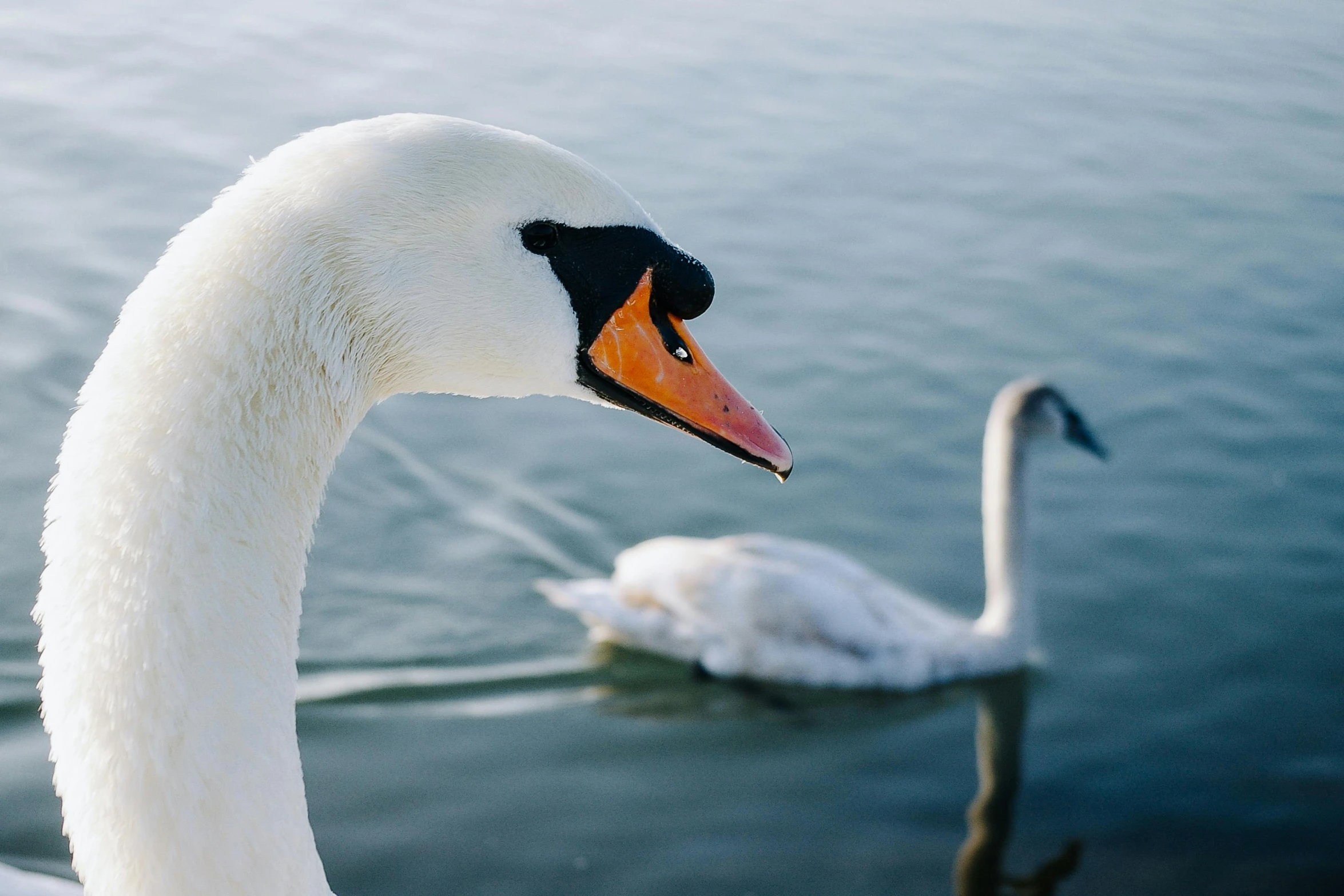 an image of a swan that is swimming