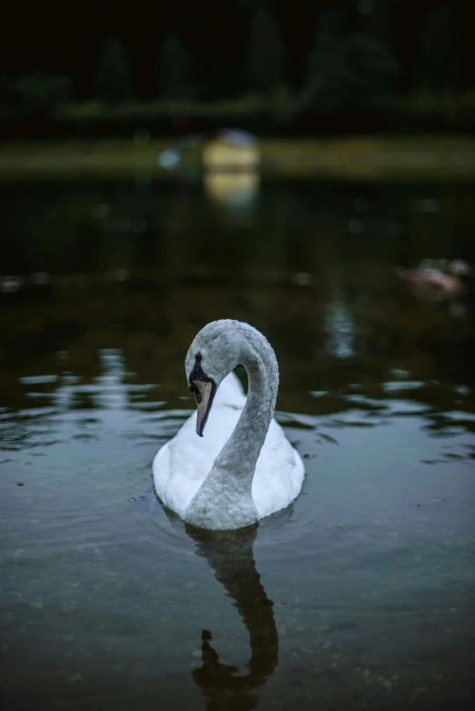 an swan is swimming in the water