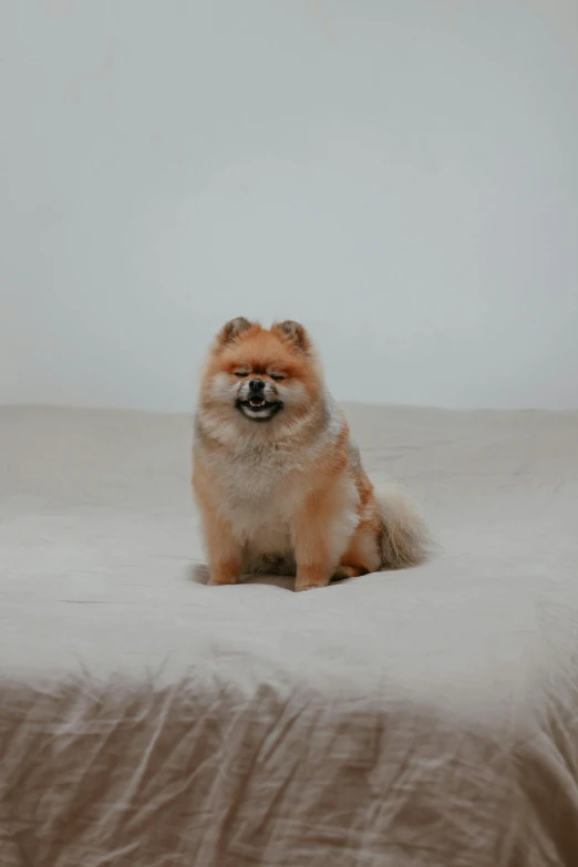 a furry dog is sitting on the bed