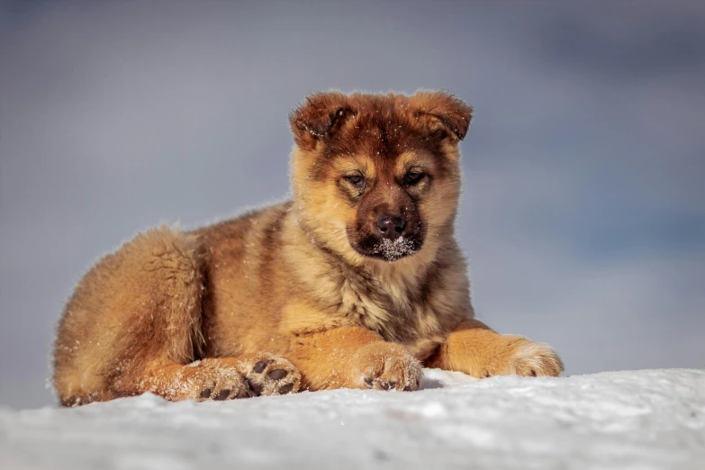 a dog that is sitting in the snow