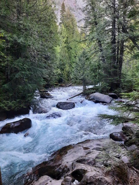 a mountain stream is flowing into the woods