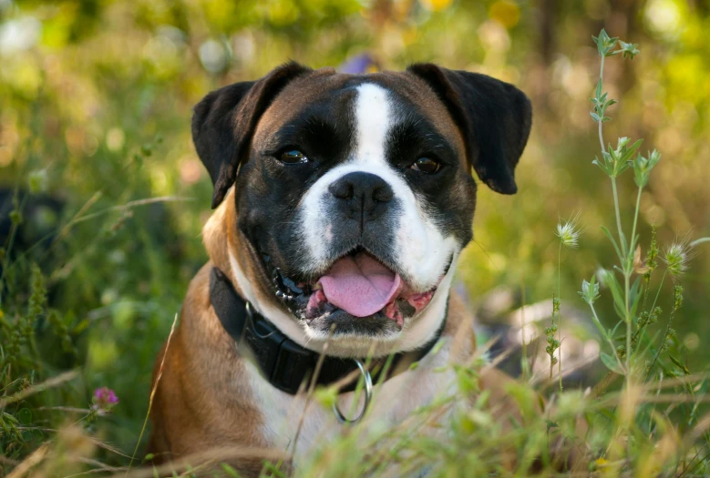 a dog that is laying down in some grass