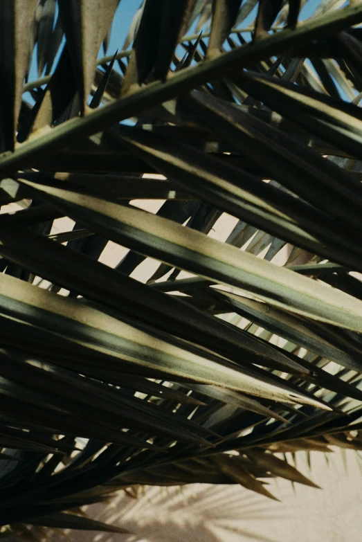 close up of palm leaves in a leafy area