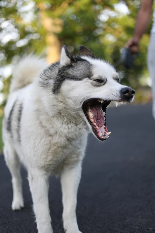 the husky dog is yawning while it is standing on the asphalt