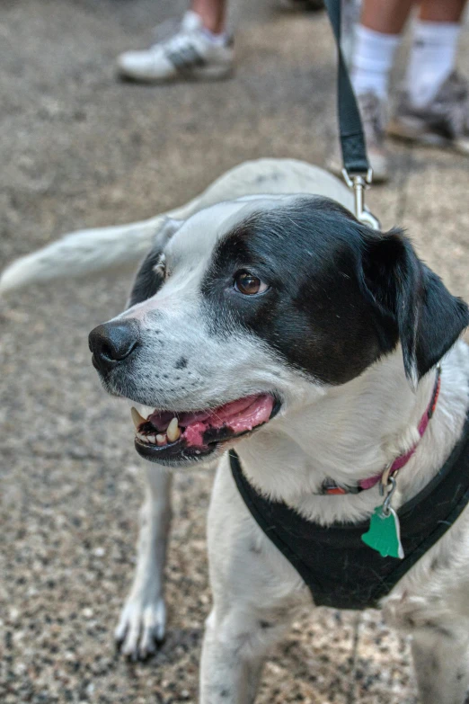 a dog that is standing on a leash