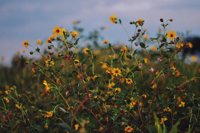 a field with a bunch of flowers growing on the top of it