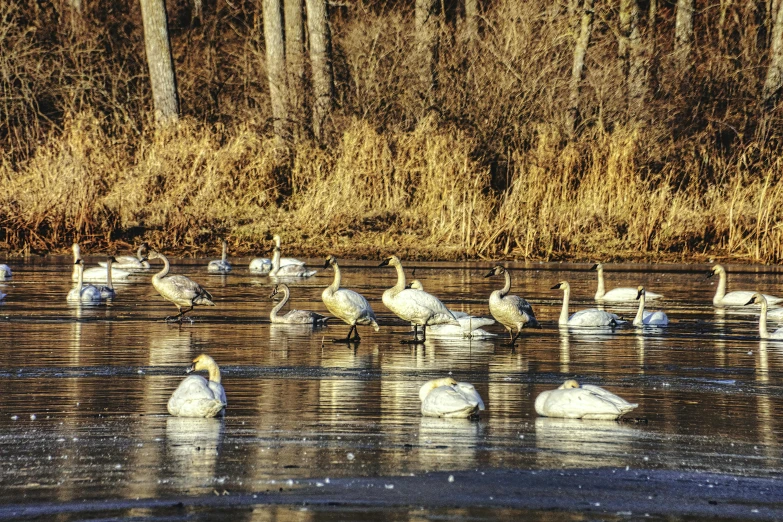 group of white swans and adult birds in water