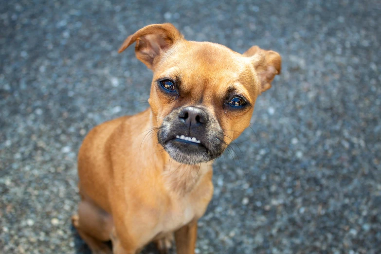 a dog is sitting on asphalt looking up