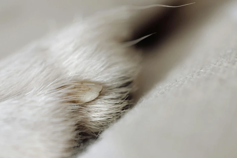 a view of the back end of a white cat's paw