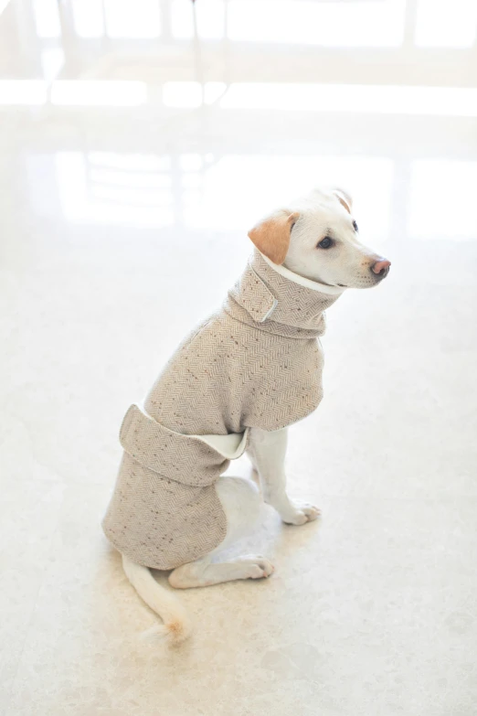 a dog in a sweater is sitting on the floor