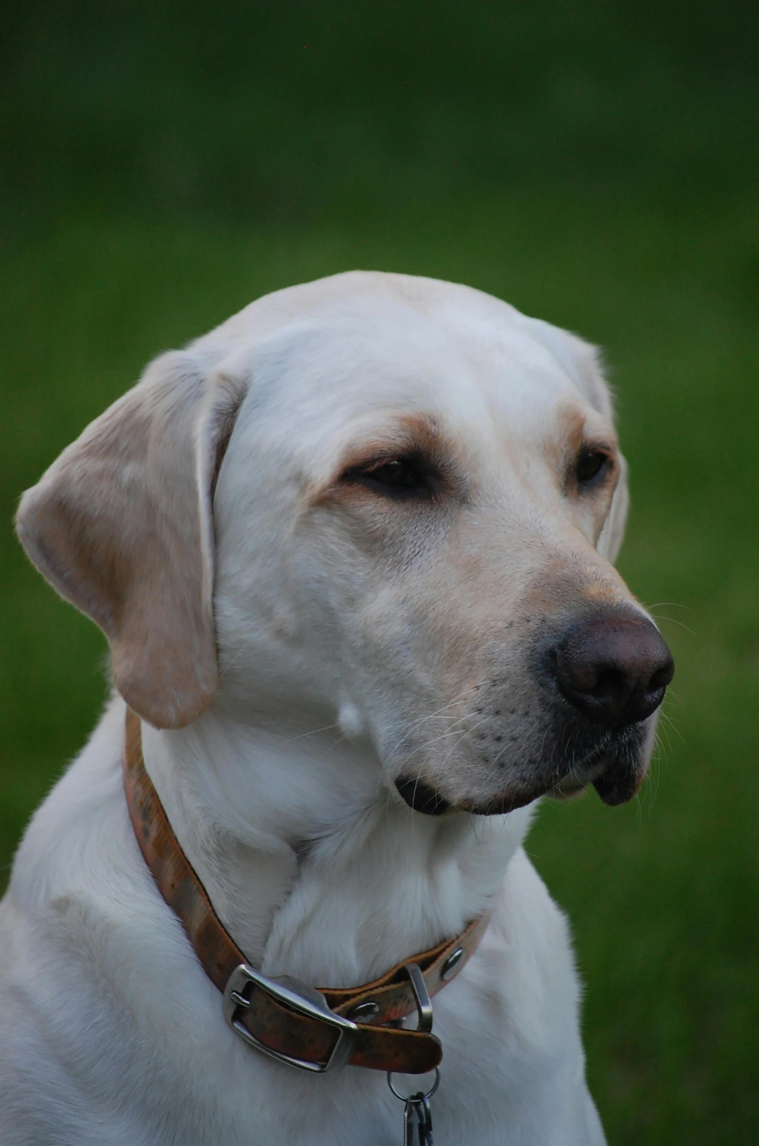 a dog wearing a leash on top of a grass covered field