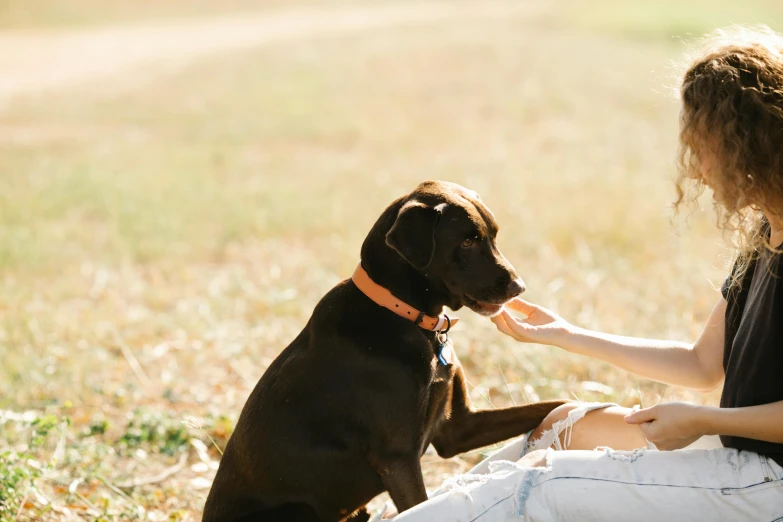 a woman feeding a chocolate colored dog on a leash