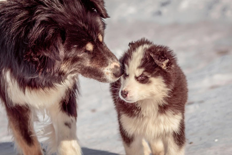 two dogs are standing in the snow kissing