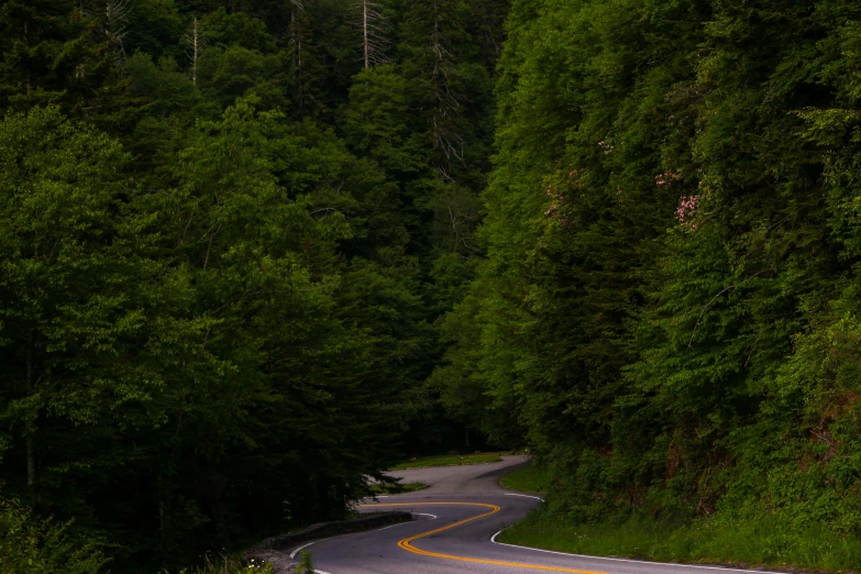 a bus driving down a winding street past a forest