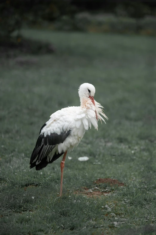 a white bird with long legs, standing in a grassy field