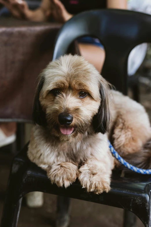 a small dog on a chair at an outdoor cafe