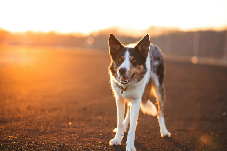 a dog in the middle of an open field