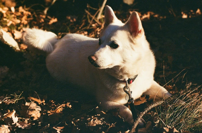 an odd looking white dog sits in a leafy forest