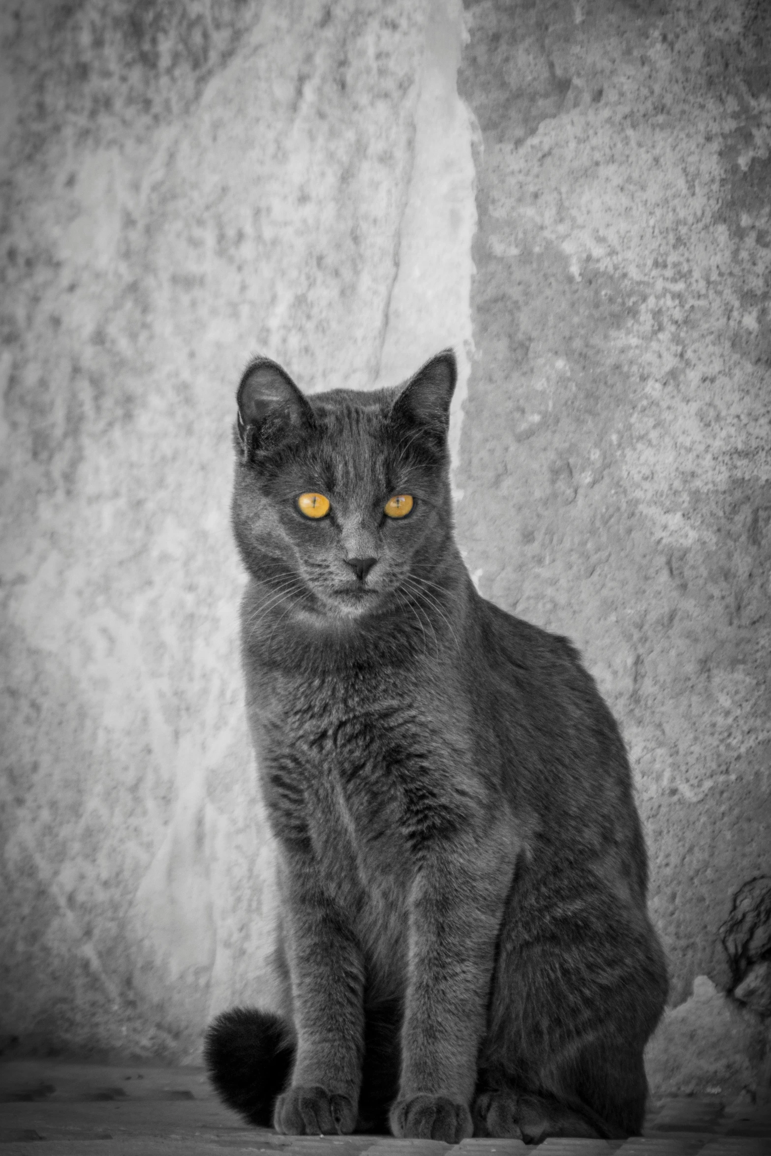 black and white pograph of a grey cat