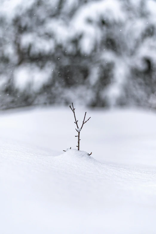 a lone tree in a snow covered field