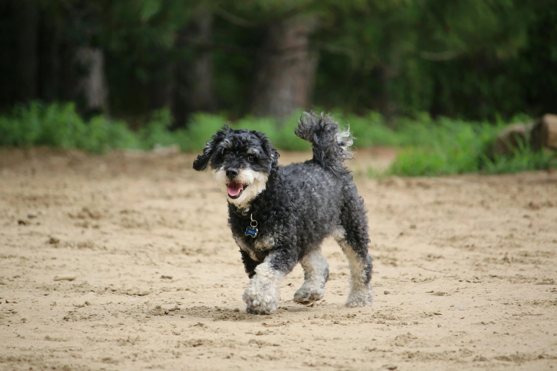 a dog running along a sandy path in the grass