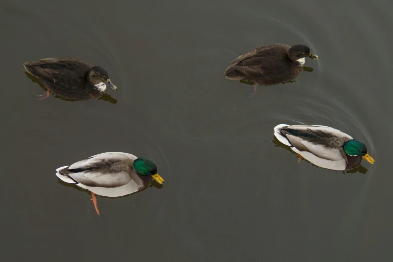 three ducks are swimming around in the lake