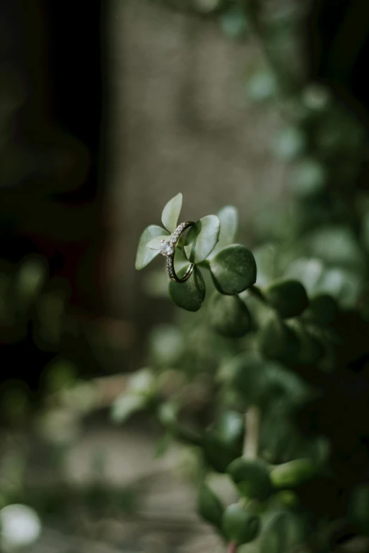 closeup of the leaves of a shrub with a tiny bug on it