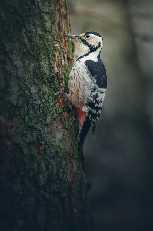 a woodpecker with red patches sits on the bark of a tree