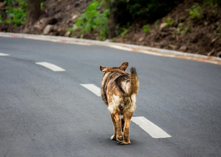 a dog walking across the street in the road