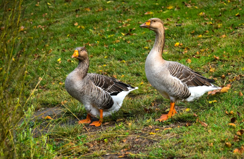 two ducks stand near each other in a grassy field