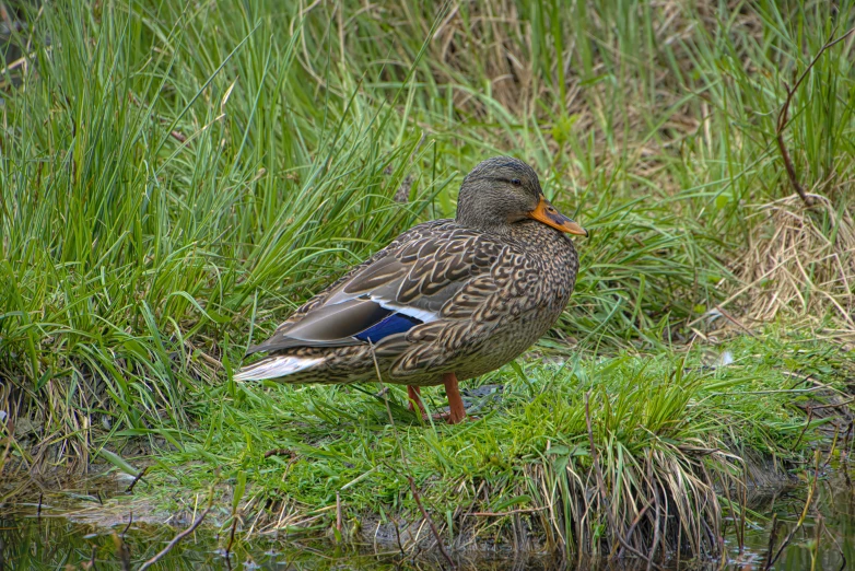 a duck standing in a field of grass