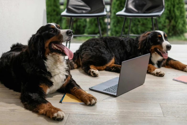 two dogs laying down with their paws on a laptop