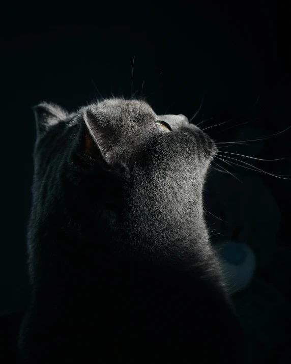 a gray cat's face and eyes looking out at the night