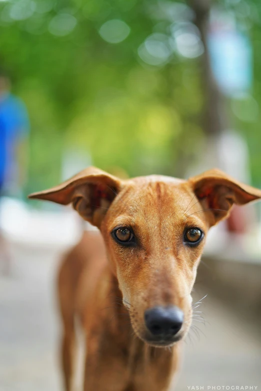 a brown dog with a sad look on his face