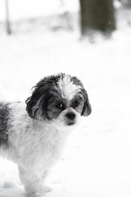 small dog standing outside in the snow