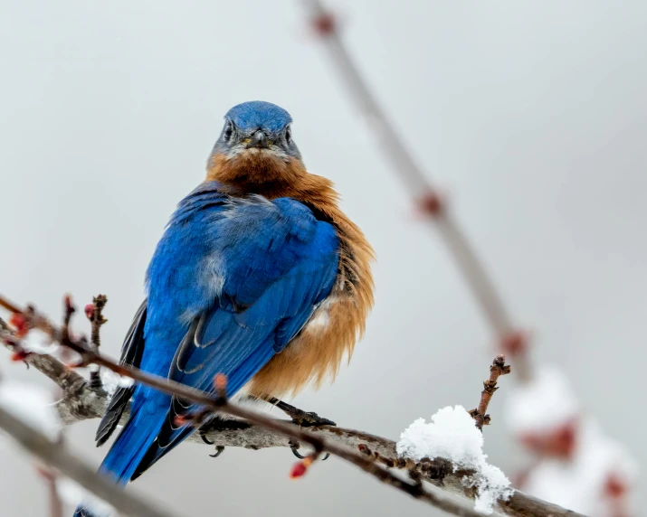 a blue bird is sitting on the nch